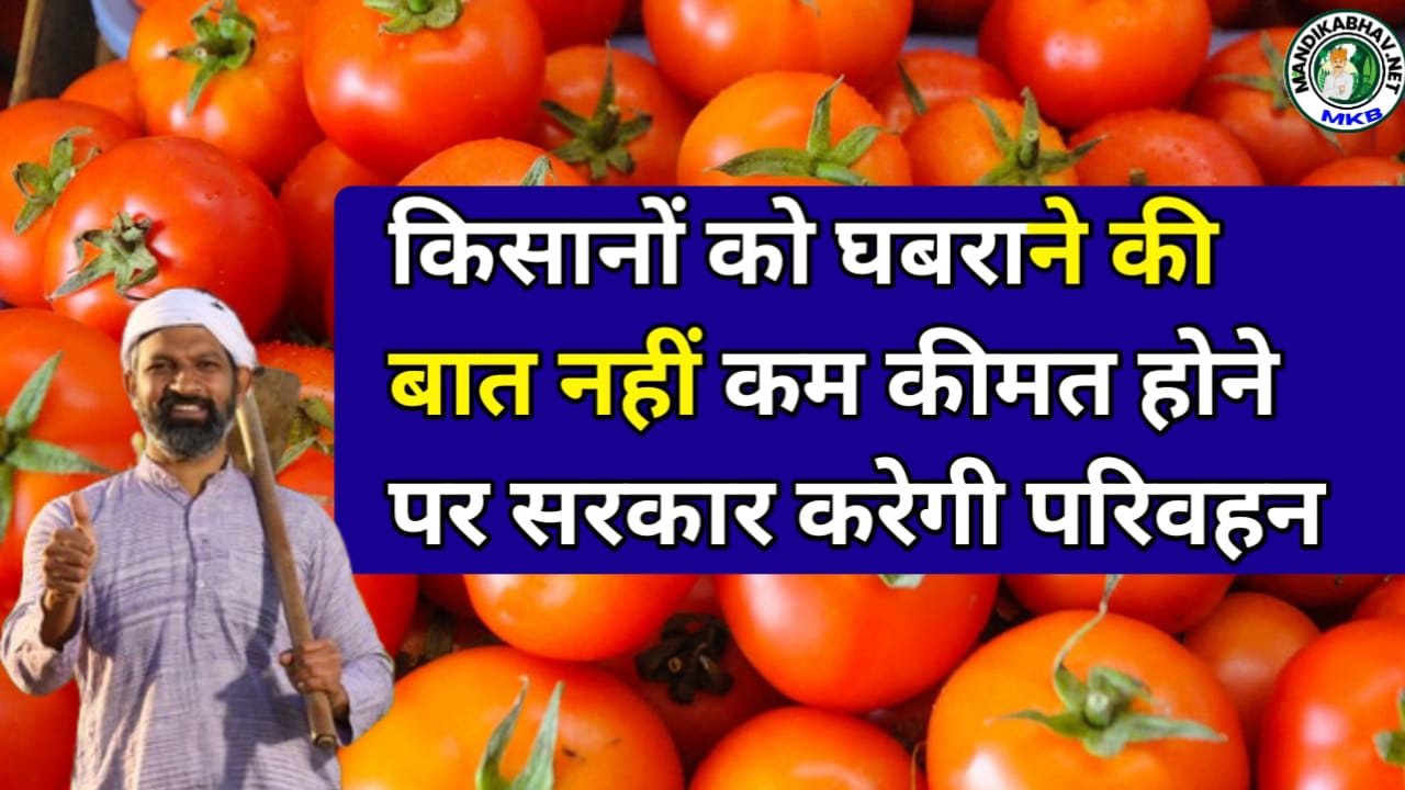 Tomato Grant