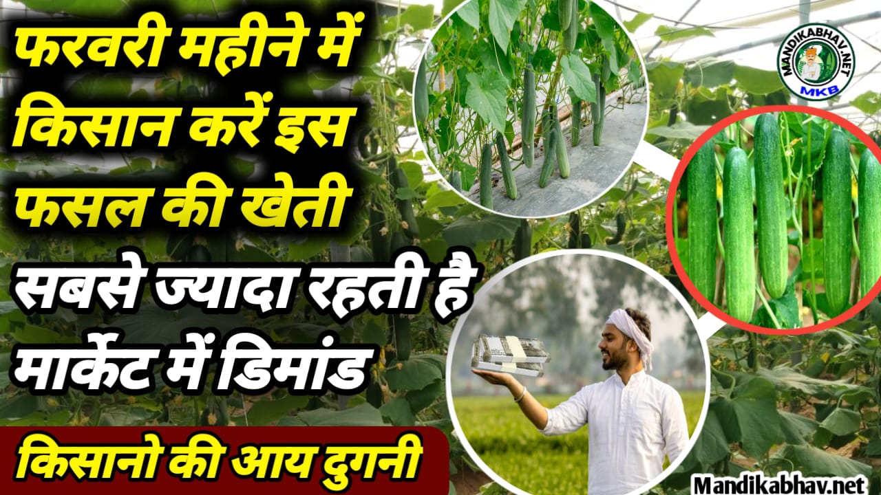 Vegetable Farming