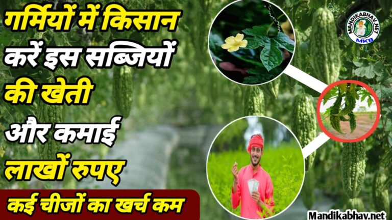 Vegetable farming