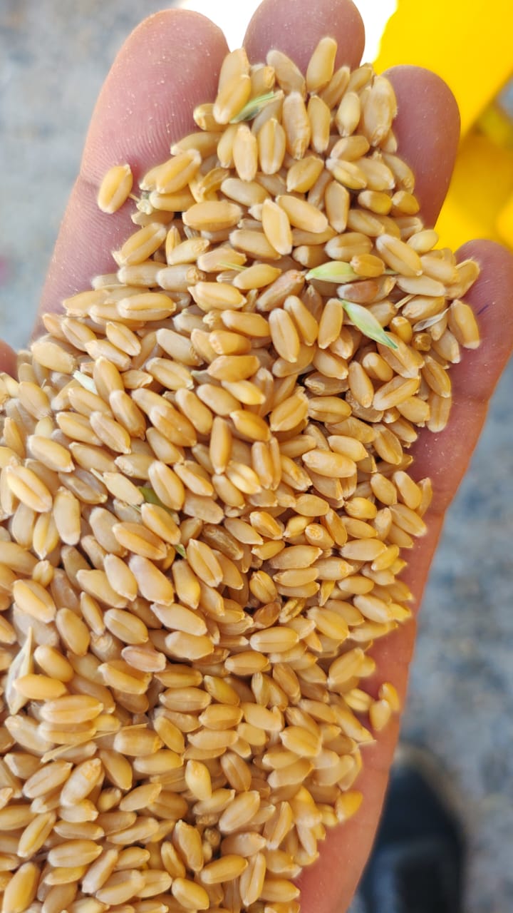 wheat price