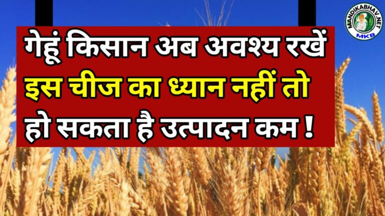 Wheat Crop
