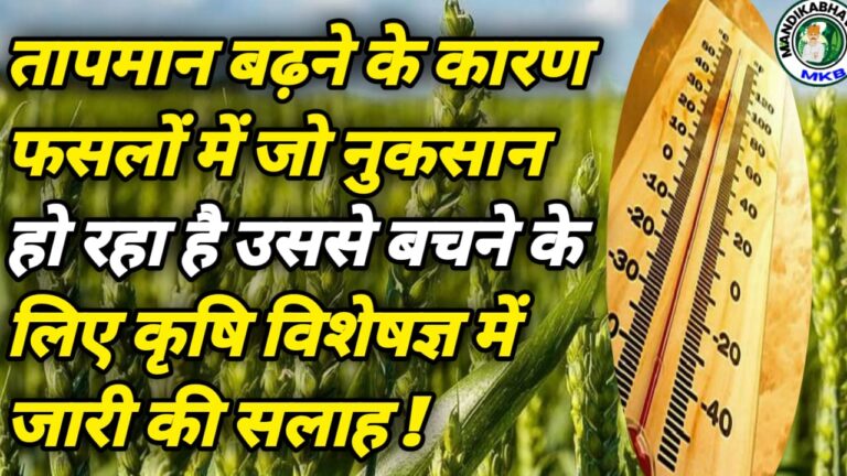 Wheat farming