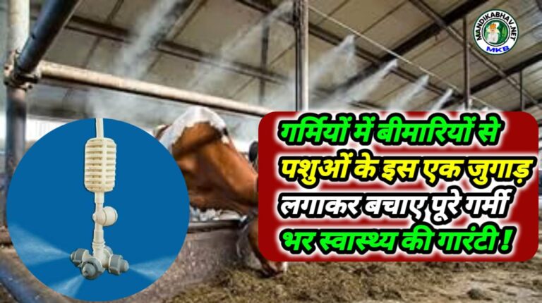 Animal Health Advice