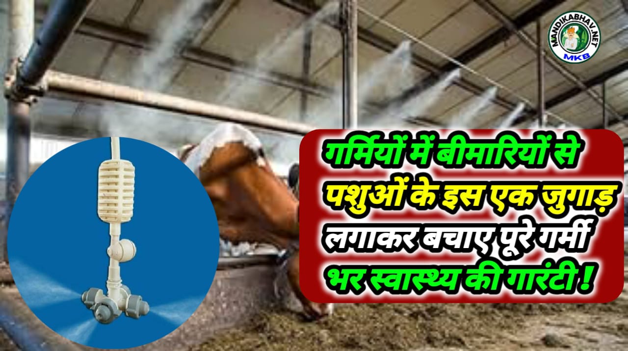 Animal Health Advice