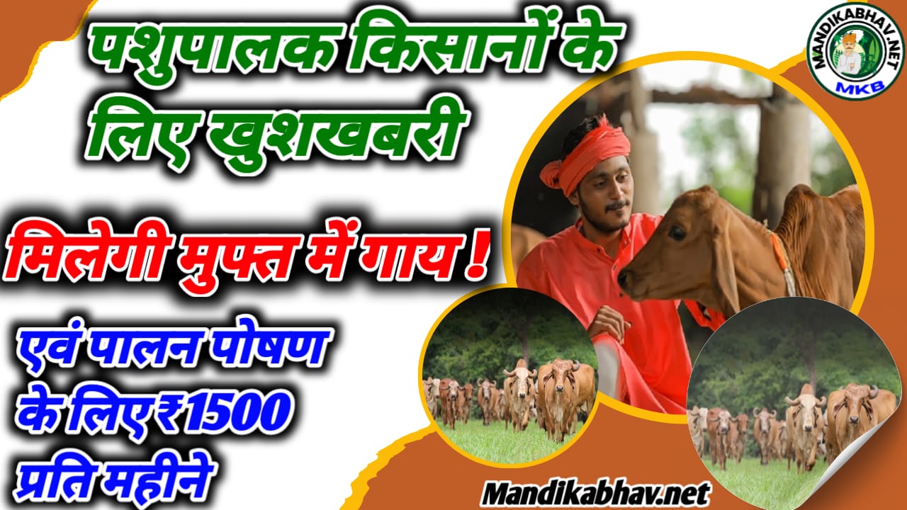 Free Cow Scheme