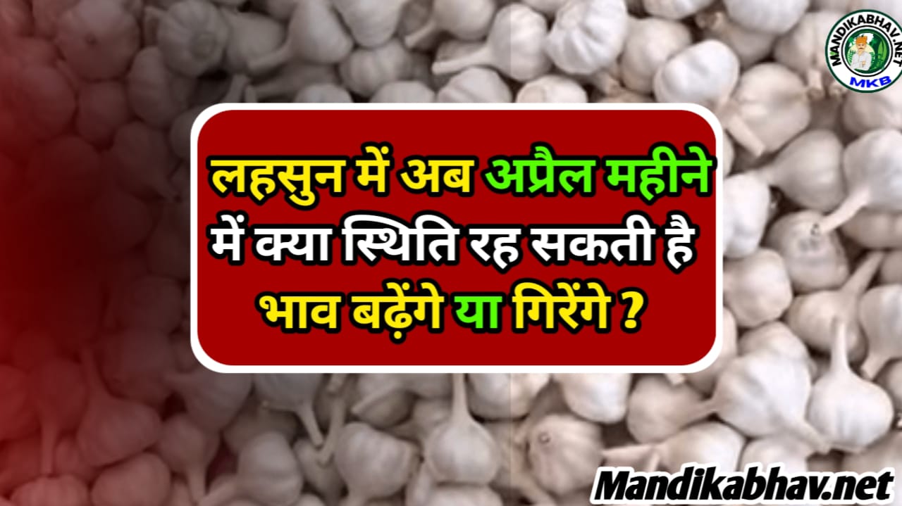 Garlic Price 2025
