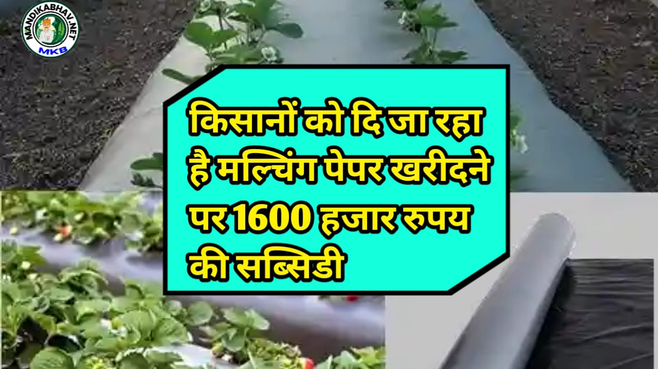Mulching Paper Subsidy