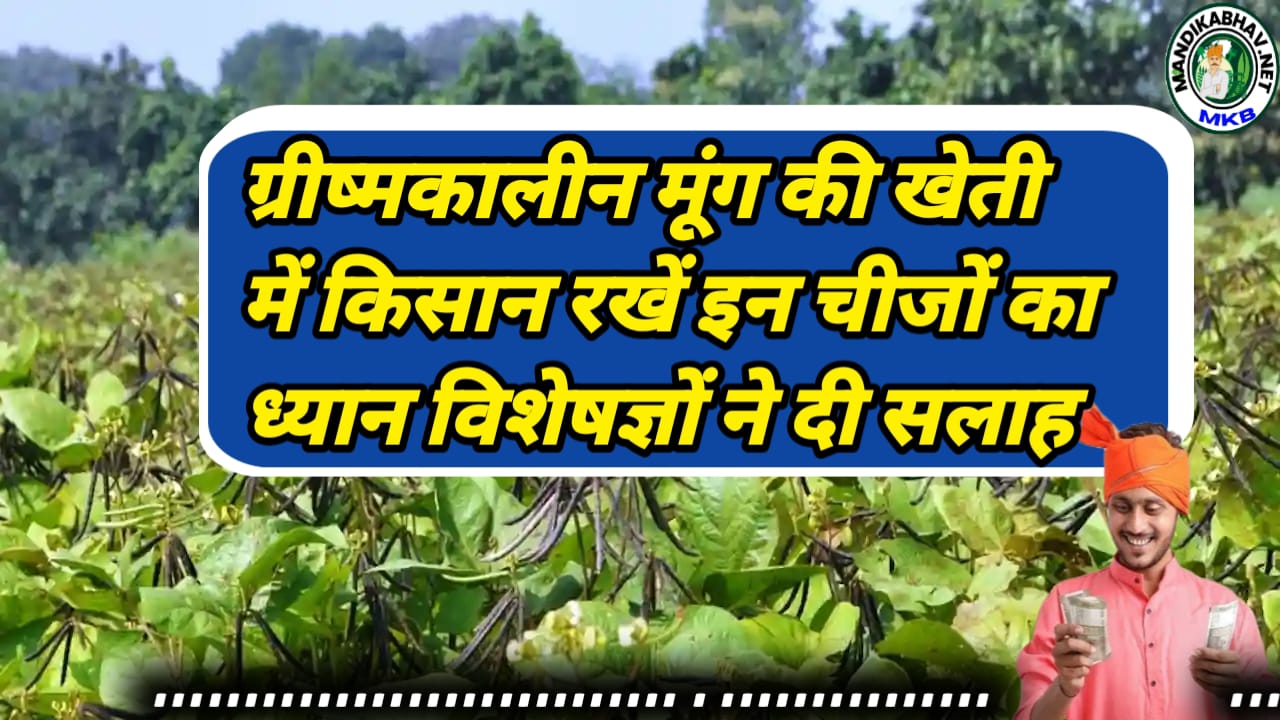 Mung Bean Farming