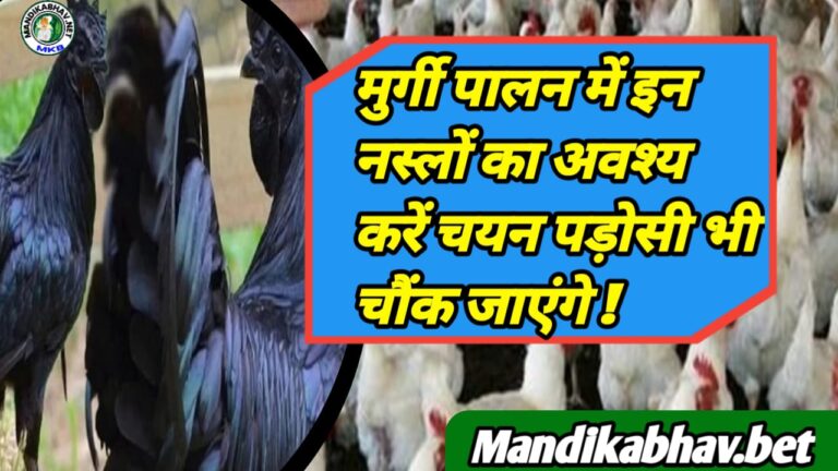 Poultry Farming