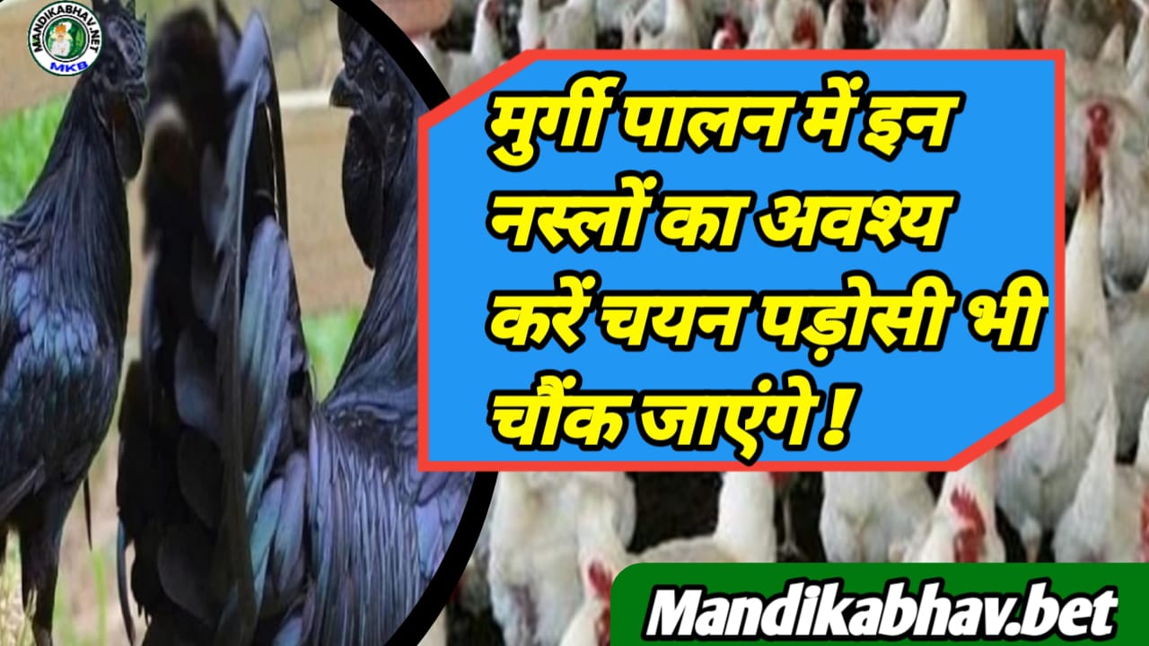 Poultry Farming