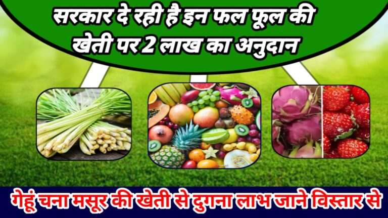 Subsidy Scheme