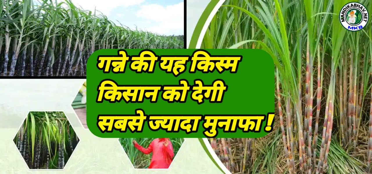 Sugarcane variety