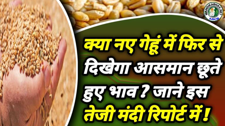 Wheat Commodities Trand