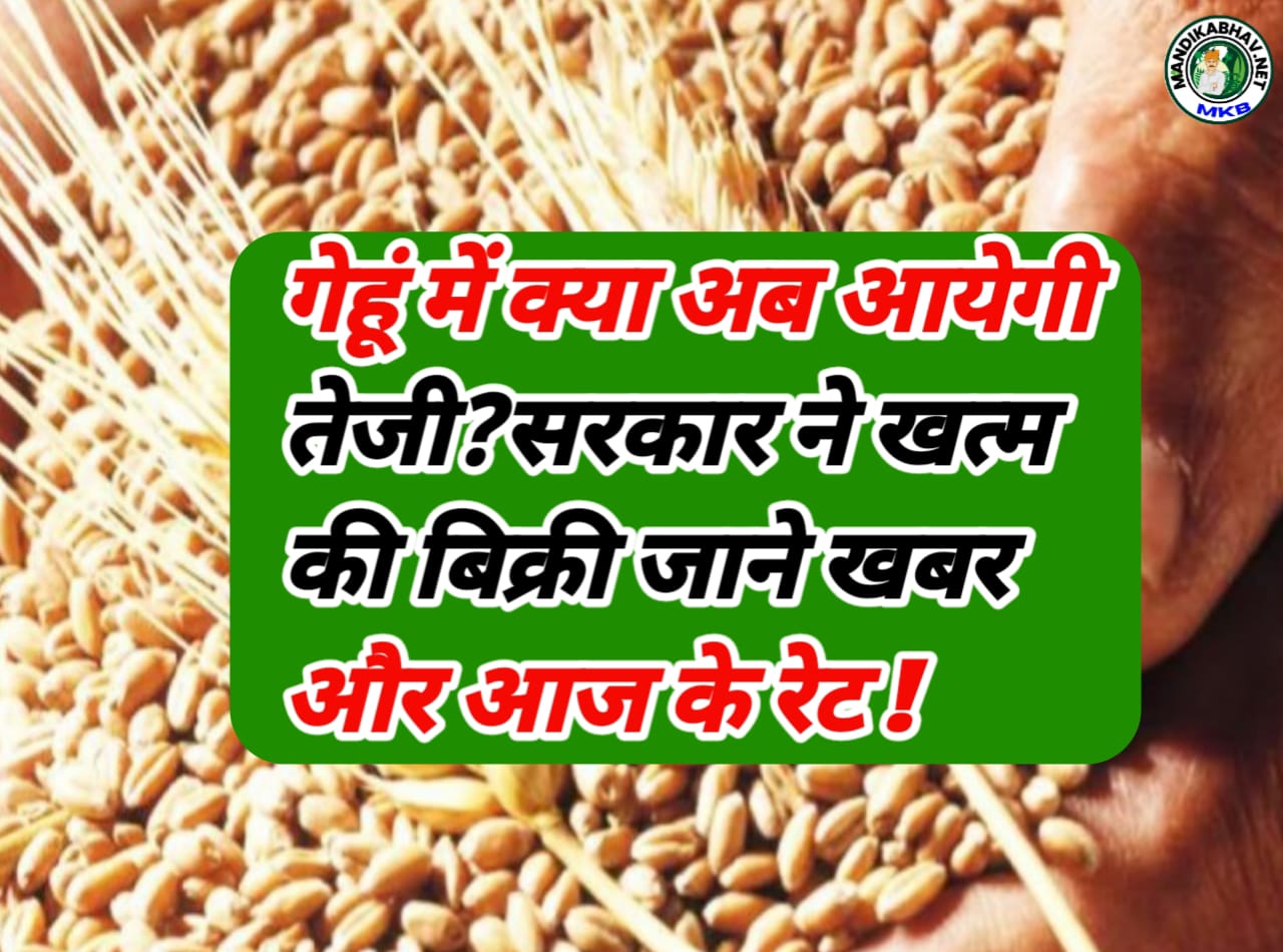 Wheat Commodities price