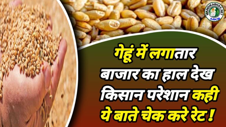Wheat Price