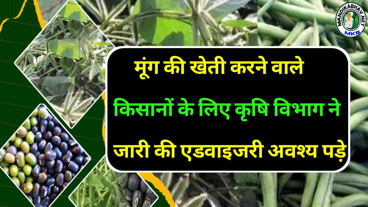 Moong Sowing