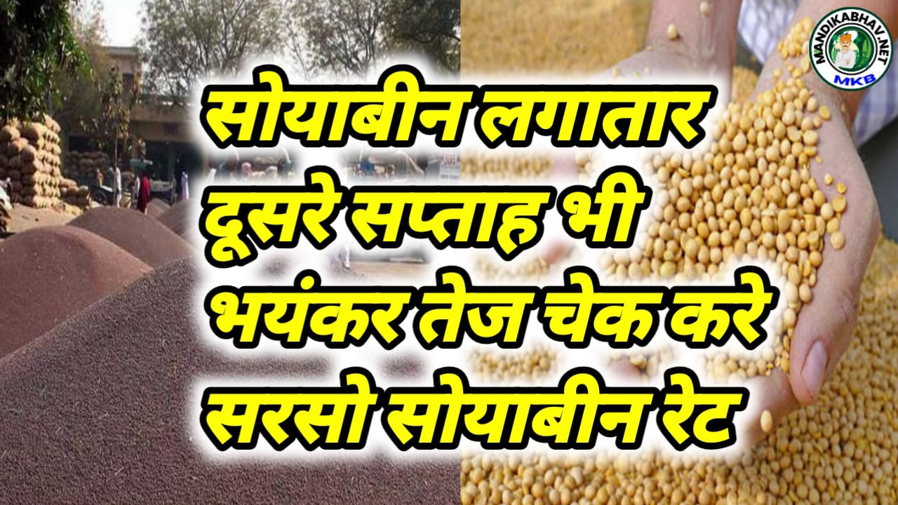 Soyabean Mustard Rate