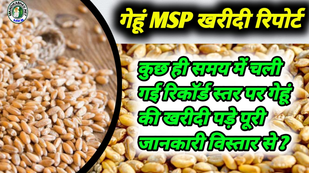 Wheat MSP Purchase