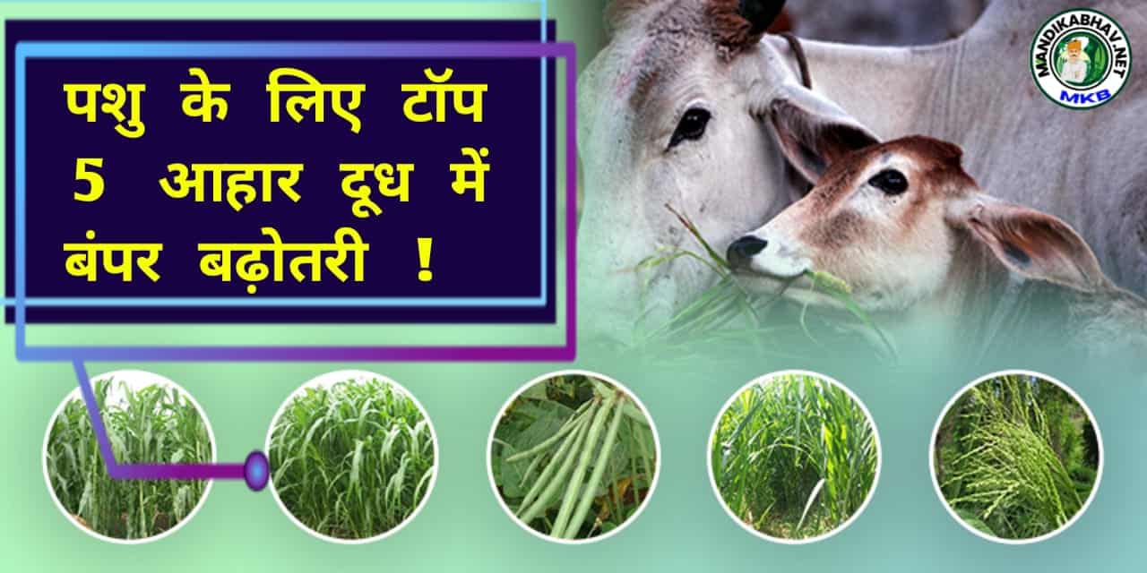 Animals Advice
