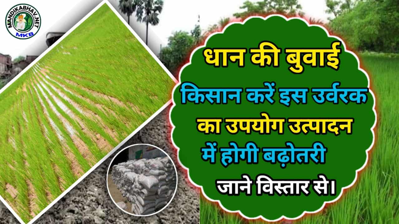 Gypsum Fertilizer