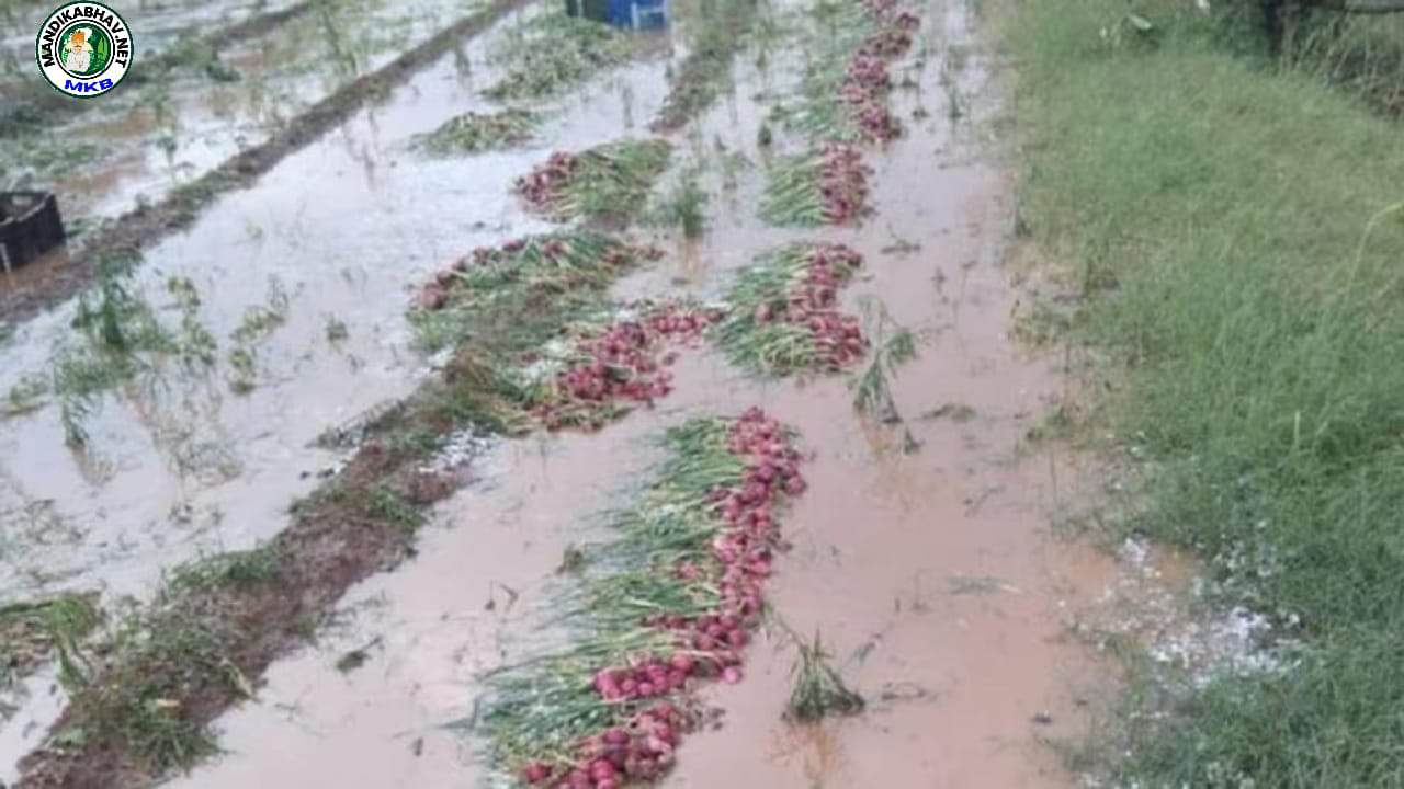 Onion Crop