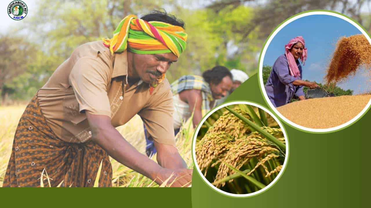 Paddy Crop