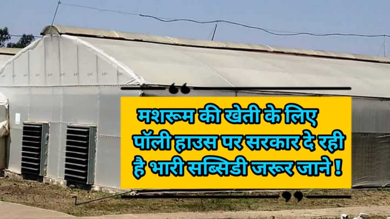 Polyhouse Subsidy