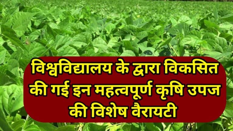 Urad New Variety