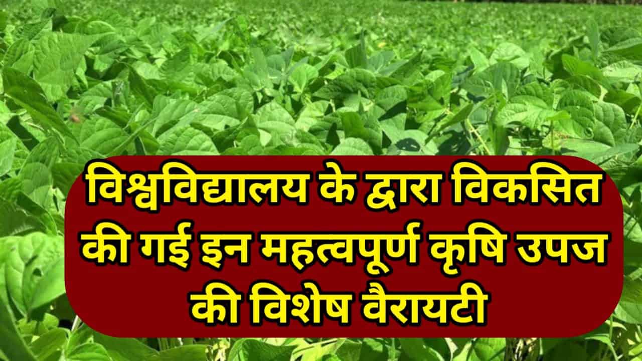 Urad New Variety