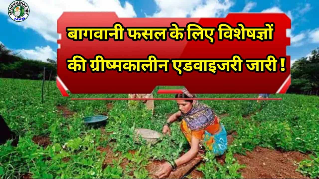 Vegetable Agriculture Advisory