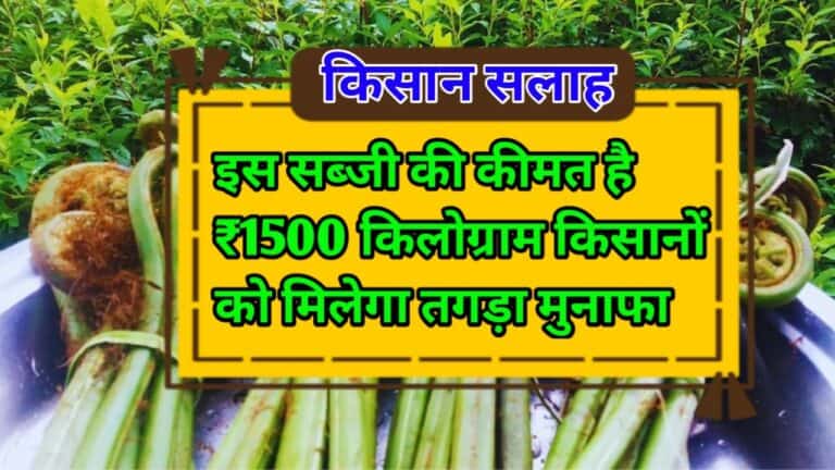 Vegetable Farming