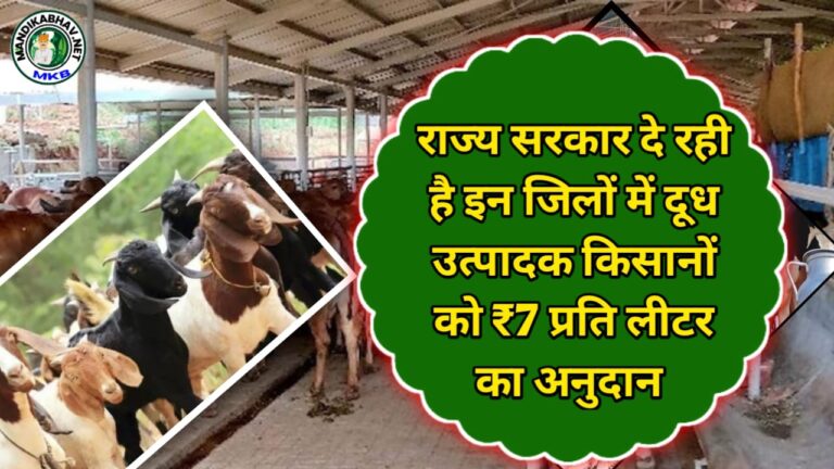 Milk Subsidy