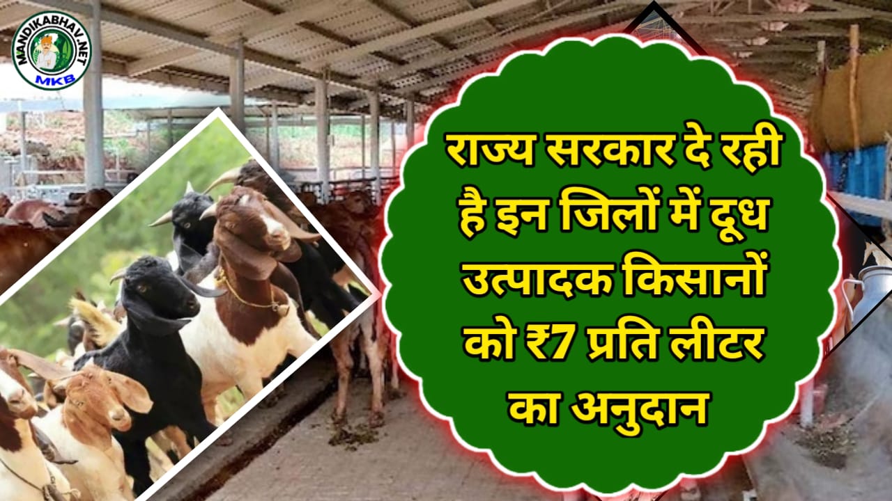 Milk Subsidy