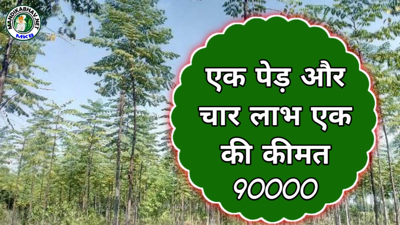 Malabar Neem