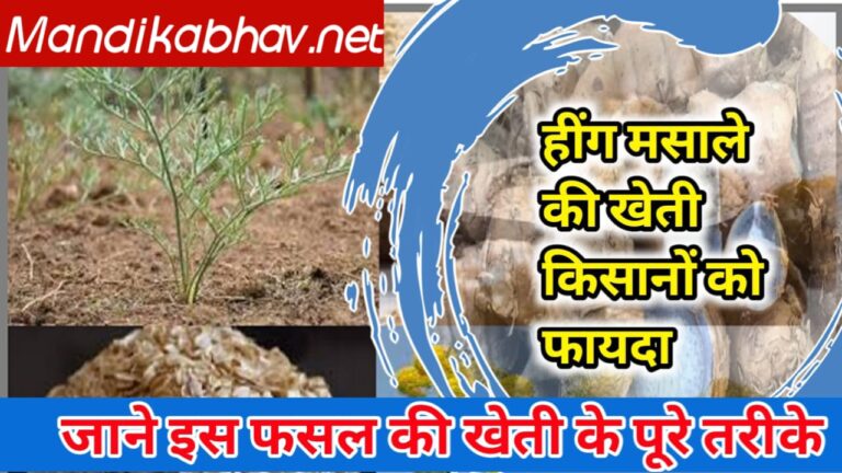 Asafoetida Cultivation