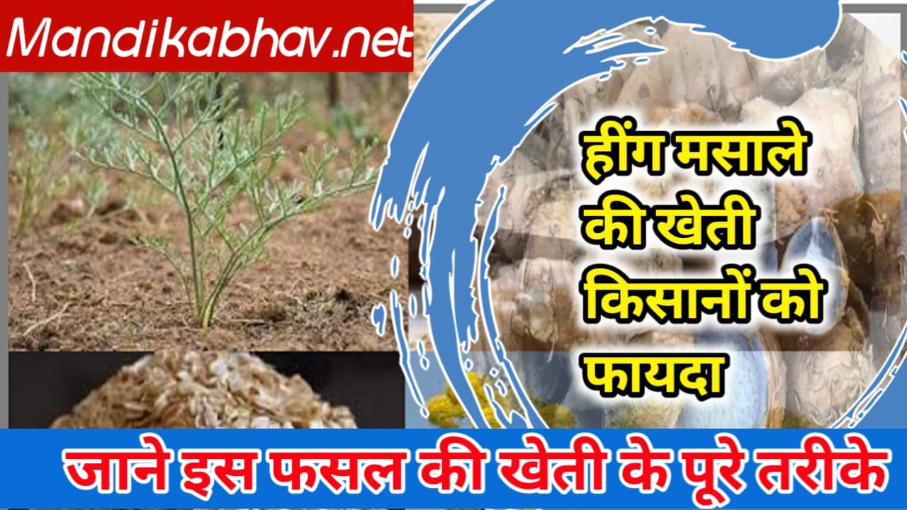 Asafoetida Cultivation
