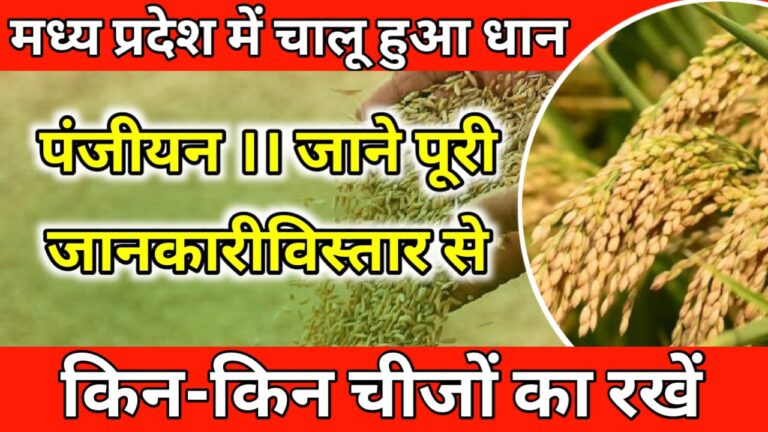 Paddy Msp Panjiyan
