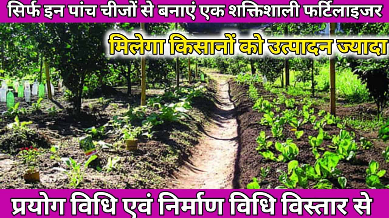 Organic Fertilizer