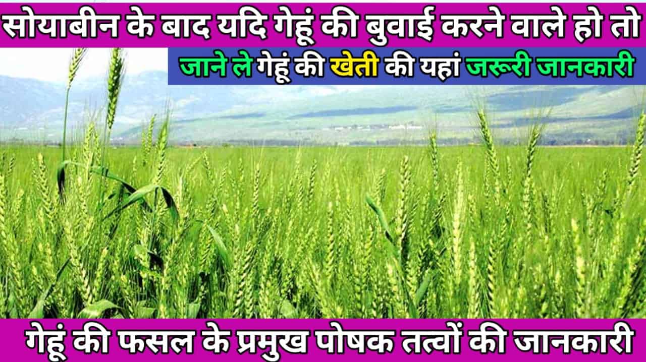 Wheat Crop