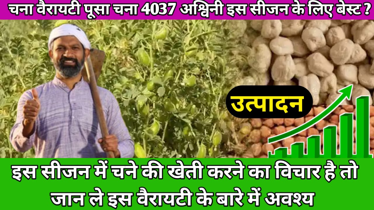 Chana New Variety